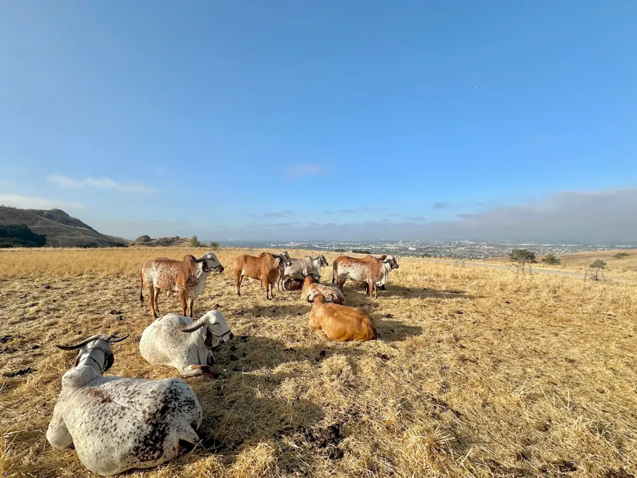 Cows grazing at Sri Krishna Balaram Goshala