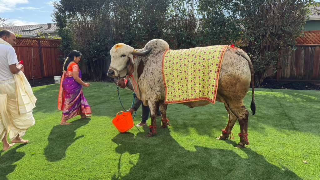 House warming ceremony with cow blessings