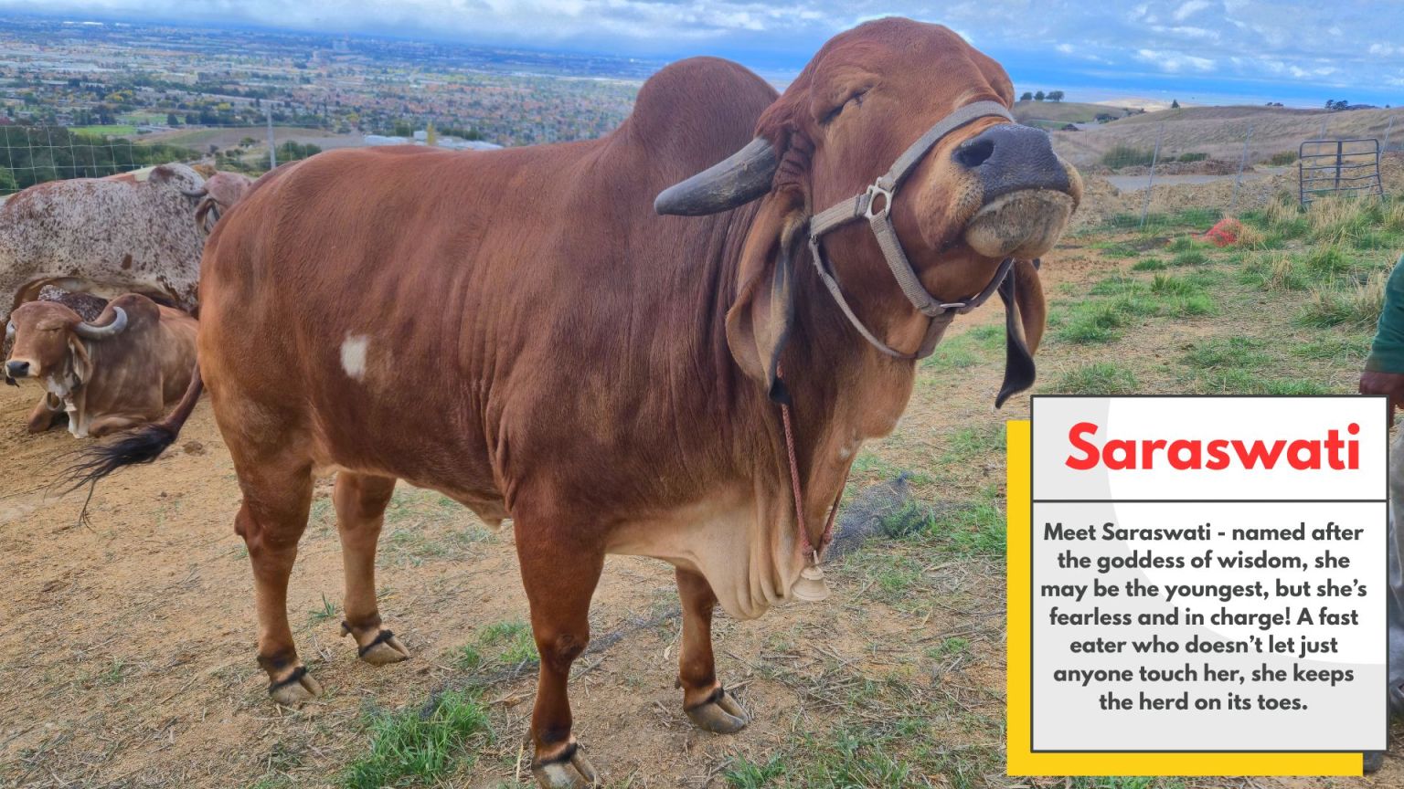 A gentle cow profile