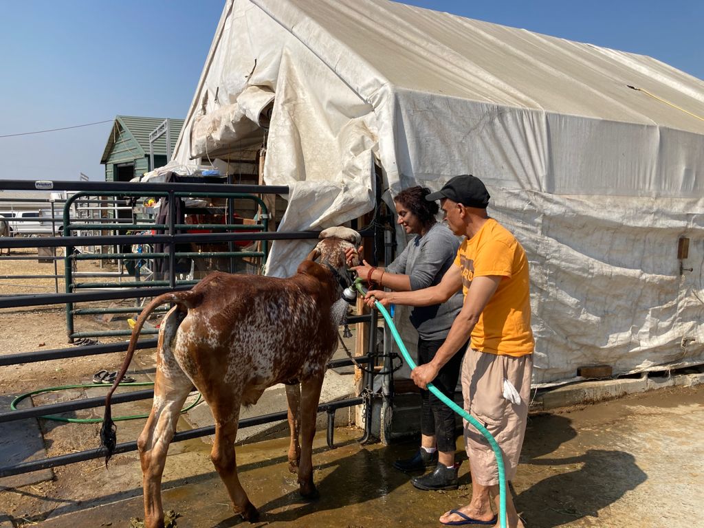 Volunteers bathing a cow at the Goshala